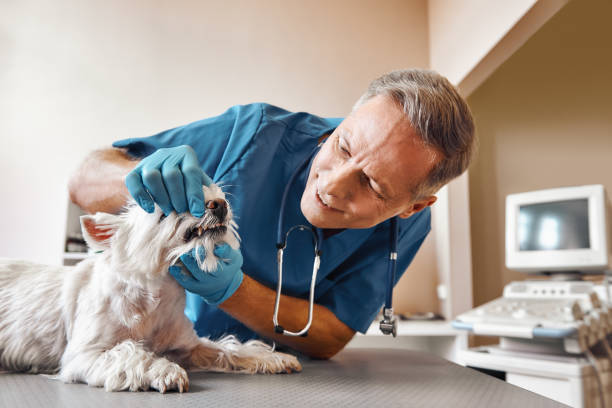 Best Emergency Treatment for Toothache in San Tan Valley, AZ